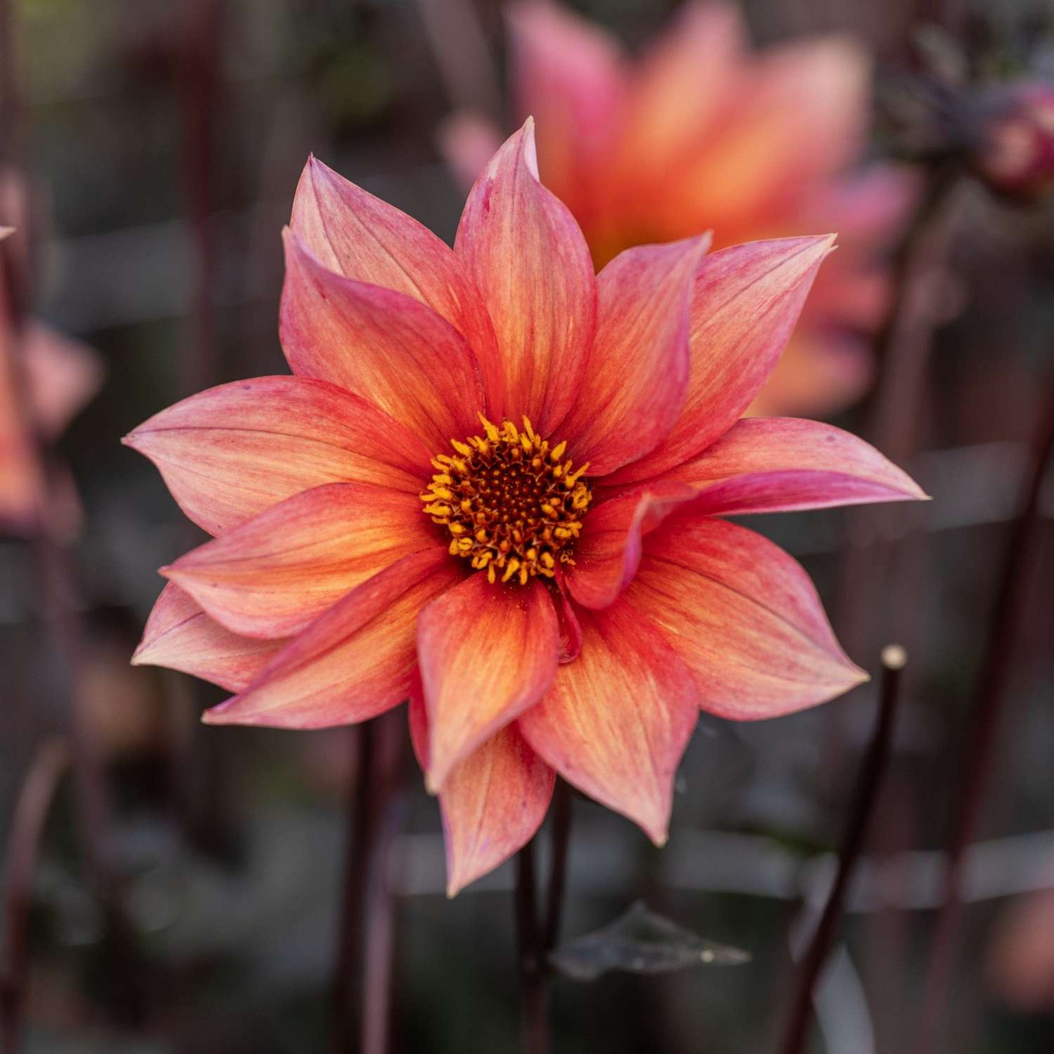 Daalia 'Waltzing Mathilda'